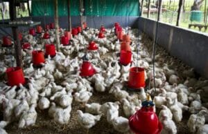 Poor poultry spacing and housing structure in Africa