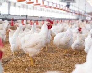 Broiler chickens for meat production