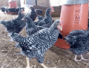 Cockerels raised in Nigeria