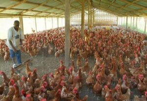 Layer hens producing eggs in Nigeria