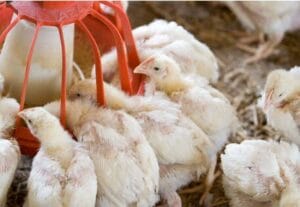 Feeding broilers with quality feed in Nigeria