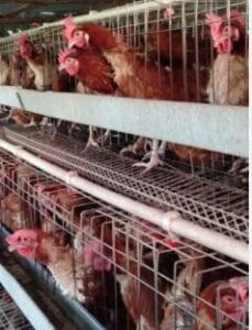 Layer hens in battery cages laying eggs